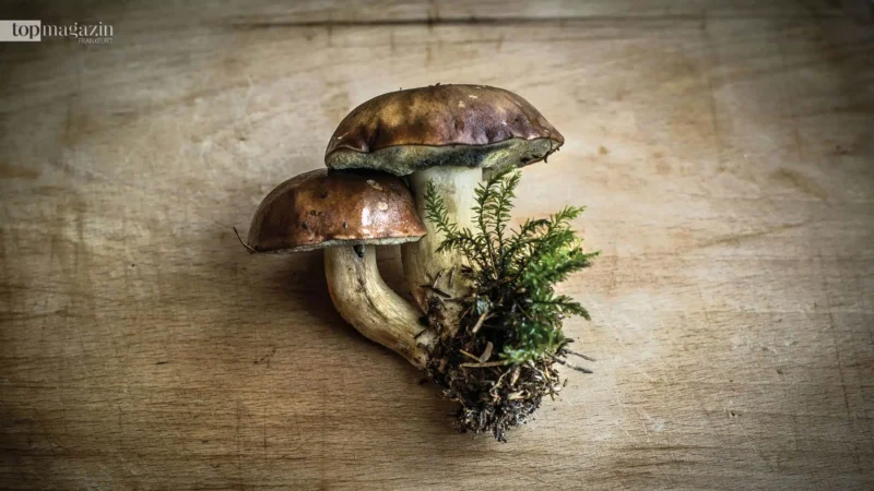 Pilze sammeln im Herbst: Tipps, Rezepte und die besten Fundorte