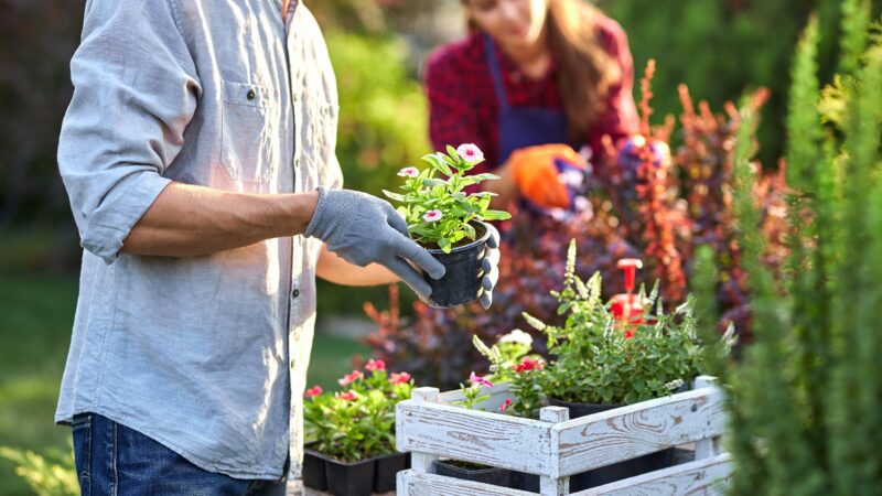 Gartenarbeit im September: Diese fünf Aufgaben sollten Sie jetzt erledigen