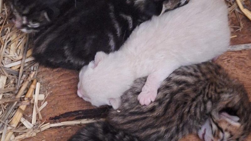 Junges Katzenbaby aus Anwesen gestohlen