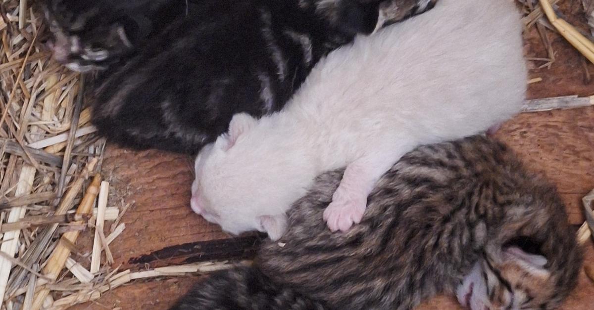Junges Katzenbaby aus Anwesen gestohlen