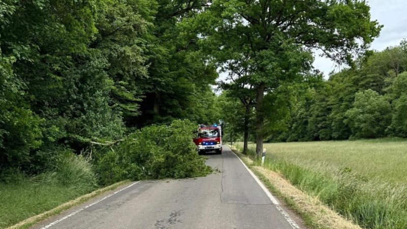 Baum stürzt bei Sturm auf eine Landstraße bei Wendelsheim