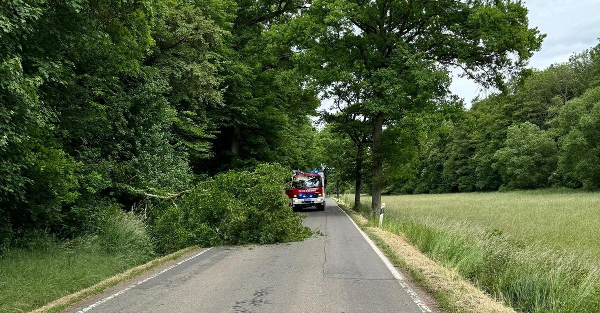 Baum stürzt bei Sturm auf eine Landstraße bei Wendelsheim