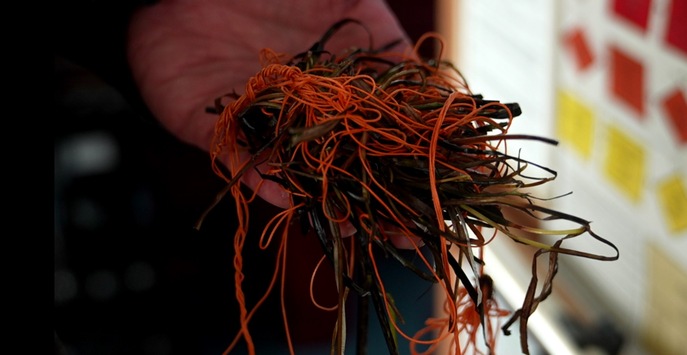 LWSPA M-V: Tierische Rettungsaktion im Seehafen Rostock