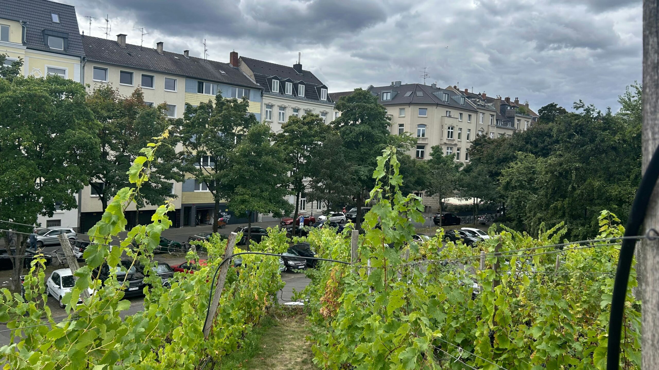 Ein Weinberg über der Stadt: Wo Geschichte in Flaschen lagert und Reben auf dem Dach wachsen