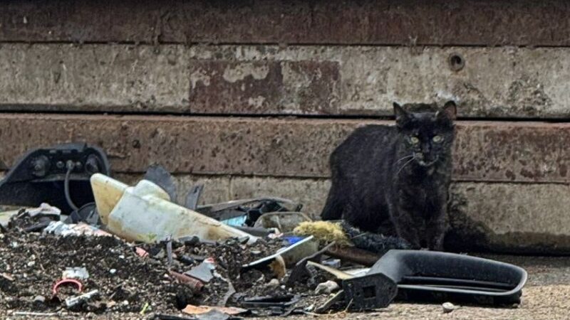 Meilenstein für Tierschutz: Straßenkatzen vom Kölner Großmarkt ziehen um – Fremdes Tierheim hilft