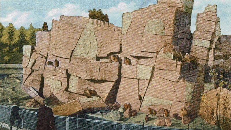 Zoo-Geschichten: Als die Affeninsel im Kölner Zoo eingerichtet wurde
