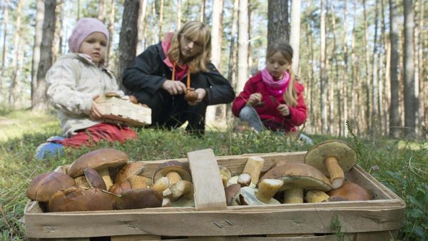 Gefahr von Pilzvergiftungen steigt – Chefin von Notaufnahme warnt