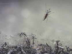 Gefahr von Tropenkrankheiten: Tigermücke breitet sich rasant nach Nordeuropa aus