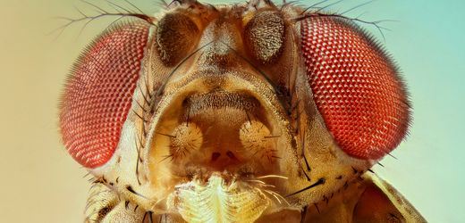 Fruchtfliegen in der Küche: Wie wird man die Insekten wieder los?