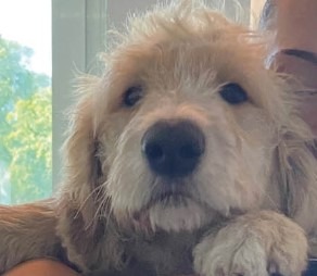 POL-RBK: Bergisch Gladbach – Besitzer eines herrenlosen Hundes gesucht