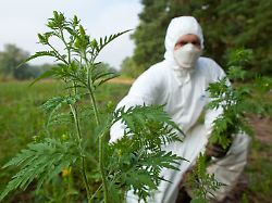 Problempflanze breitet sich aus: Wie sich Allergiker vor Ambrosia-Pollen schützen können