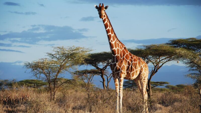 Von wegen „die Giraffe“: Vier verschiedene Arten anerkannt