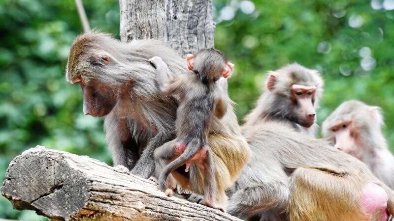 Grüne Jugend fordert Schließung des Augsburger Zoos