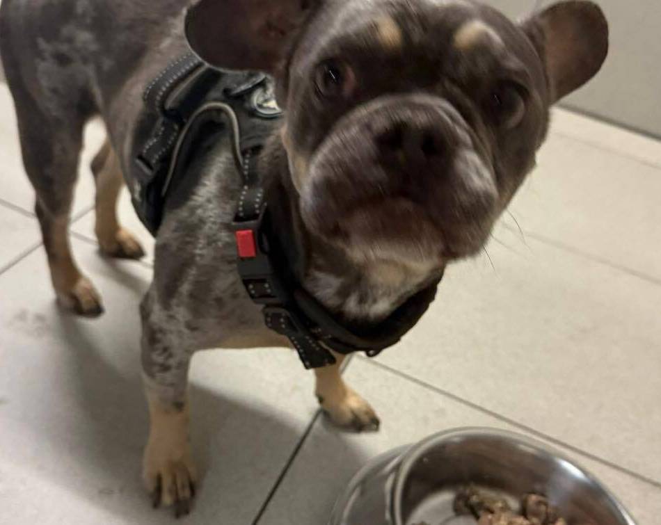 Französische Bulldogge vor Tierheim Hilden angebunden: Rusty – ausgesetzt mit Fressnapf und einem Brief