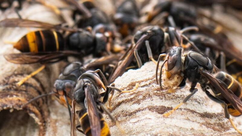 Invasive Art aus Südostasien: Asiatische Hornisse immer weiter verbreitet im Kreis Kleve