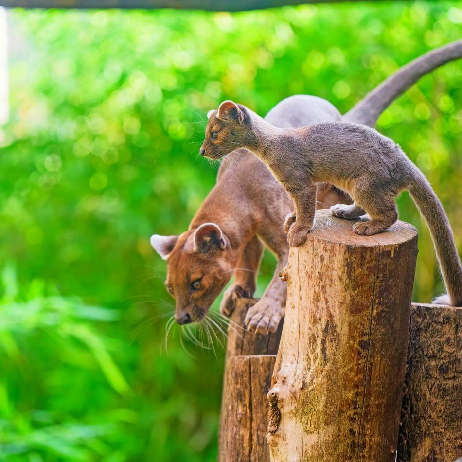 Artenschutztag im Zoo Duisburg: Große Sprünge für die Tierpaten
