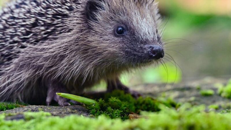 Oberbergischer Kreis: Grüne wollen Igel vor Mährobotern schützen