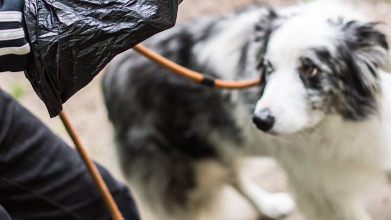 Für ein sauberes Ortsbild: SPD will mehr Standorte für Hundekotbeutel in Kapellen