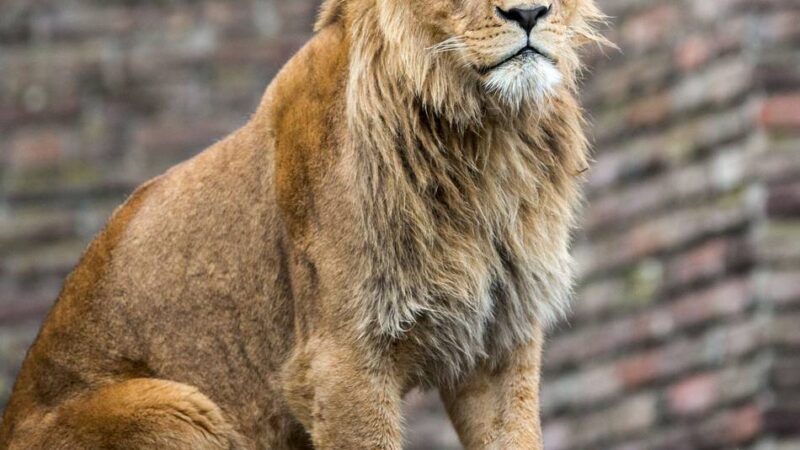 Familiensafari im Duisburger Zoo: Wenn der Löwe in der Dämmerung brüllt