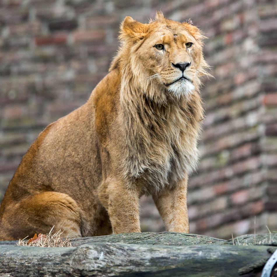 Familiensafari im Duisburger Zoo: Wenn der Löwe in der Dämmerung brüllt
