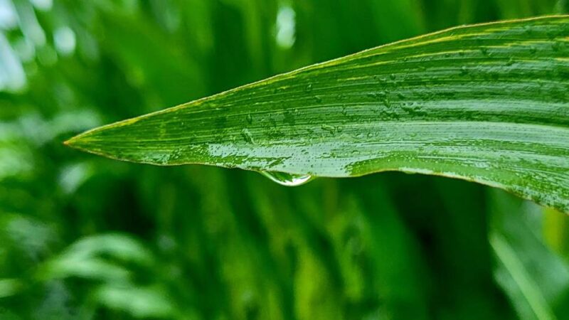 Ernte in Wermelskirchen: „Der Regen im Juli hat den Mais nach vorne gebracht“