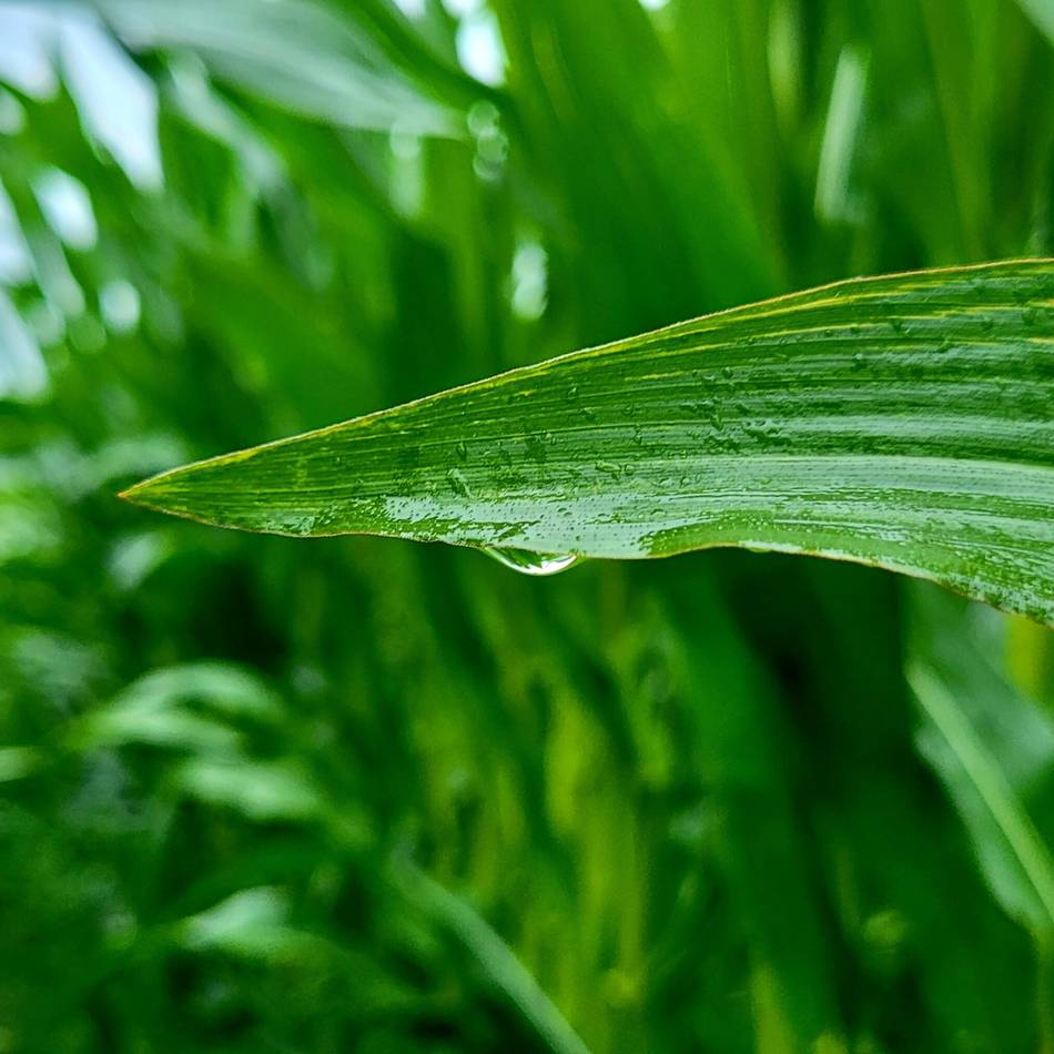 Ernte in Wermelskirchen: „Der Regen im Juli hat den Mais nach vorne gebracht“