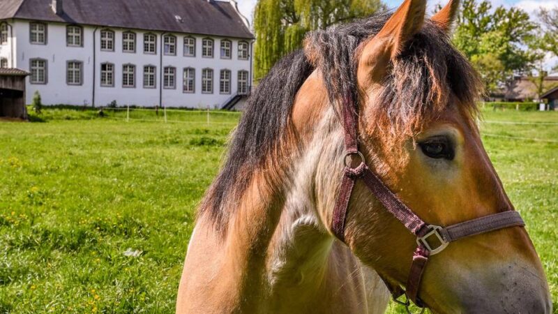 Niederrhein günstiger entdecken: Was die Niederrhein-Card für Touristen und Einheimische bietet