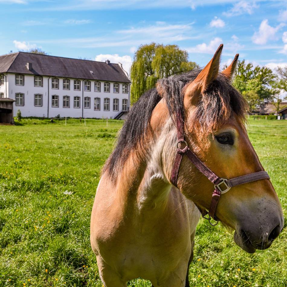 Niederrhein günstiger entdecken: Was die Niederrhein-Card für Touristen und Einheimische bietet