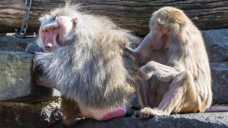 Langfristige Planungen im Krefelder Zoo: Ludwig und Moritz suchen ein neues Zuhause