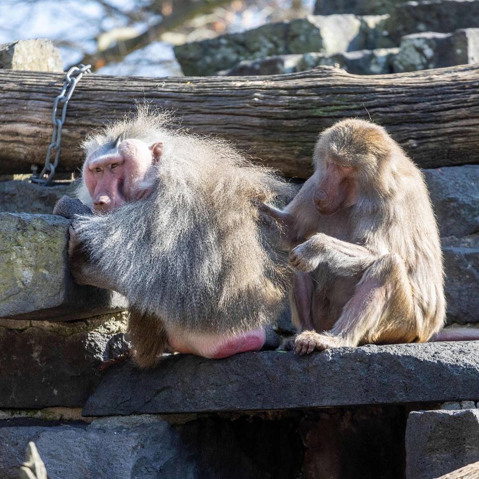 Langfristige Planungen im Krefelder Zoo: Ludwig und Moritz suchen ein neues Zuhause