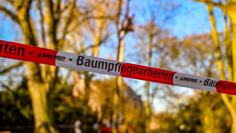 Streitthema in Moers: Baumfällungen im Schlosspark – das ist der Stand der Dinge