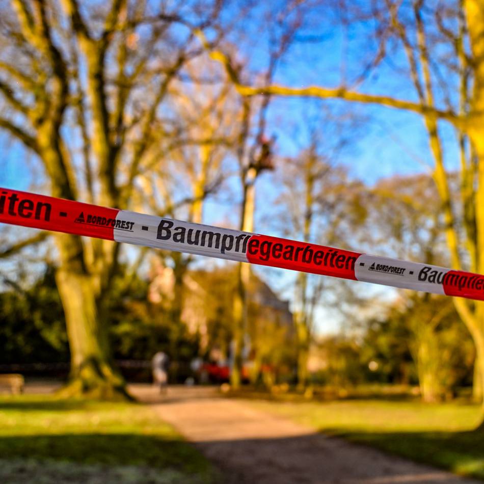 Streitthema in Moers: Baumfällungen im Schlosspark – das ist der Stand der Dinge