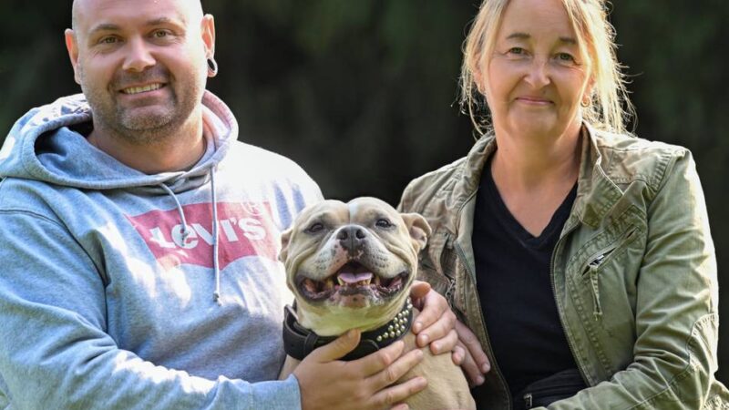 Vom Kampfhund zum treuen Begleiter: „Polly hat mein Leben komplett umgekrempelt“