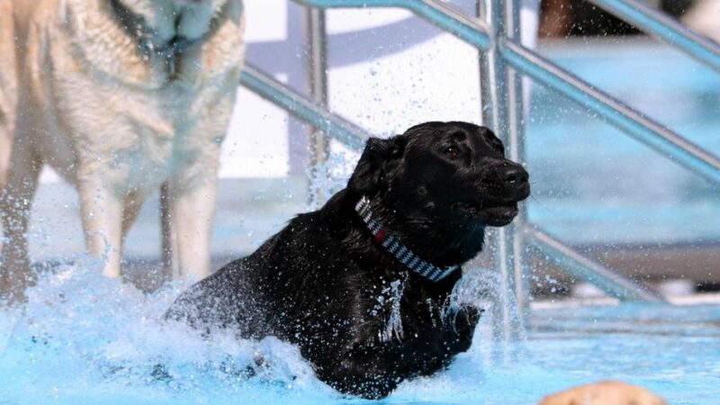 Wasserspaß für Vierbeiner in Leverkusen: Hundeschwimmen im Freibad Wiembachtal