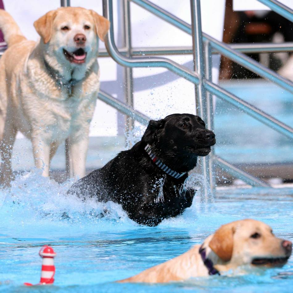 Wasserspaß für Vierbeiner in Leverkusen: Hundeschwimmen im Freibad Wiembachtal