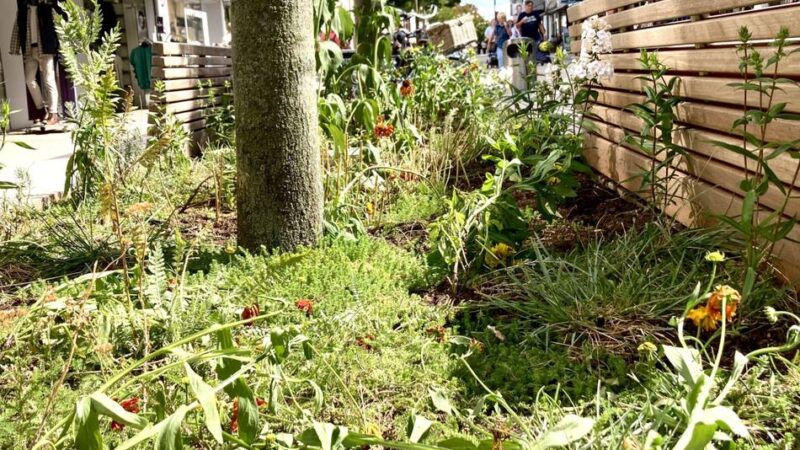Dauerärgernis in der Weseler Fußgängerzone: Hochbeete neu bepflanzt – und von Unbekannten direkt schon wieder zerstört