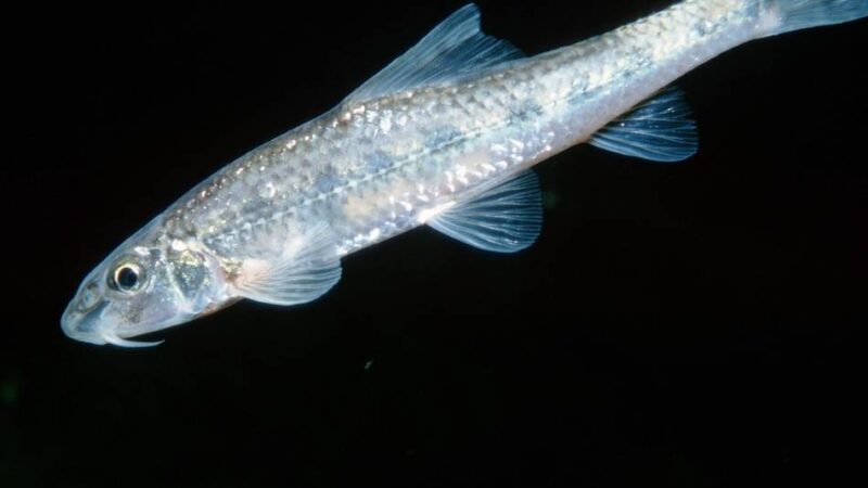 Tag des Fisches: Gründling ist zurück in der Emscher