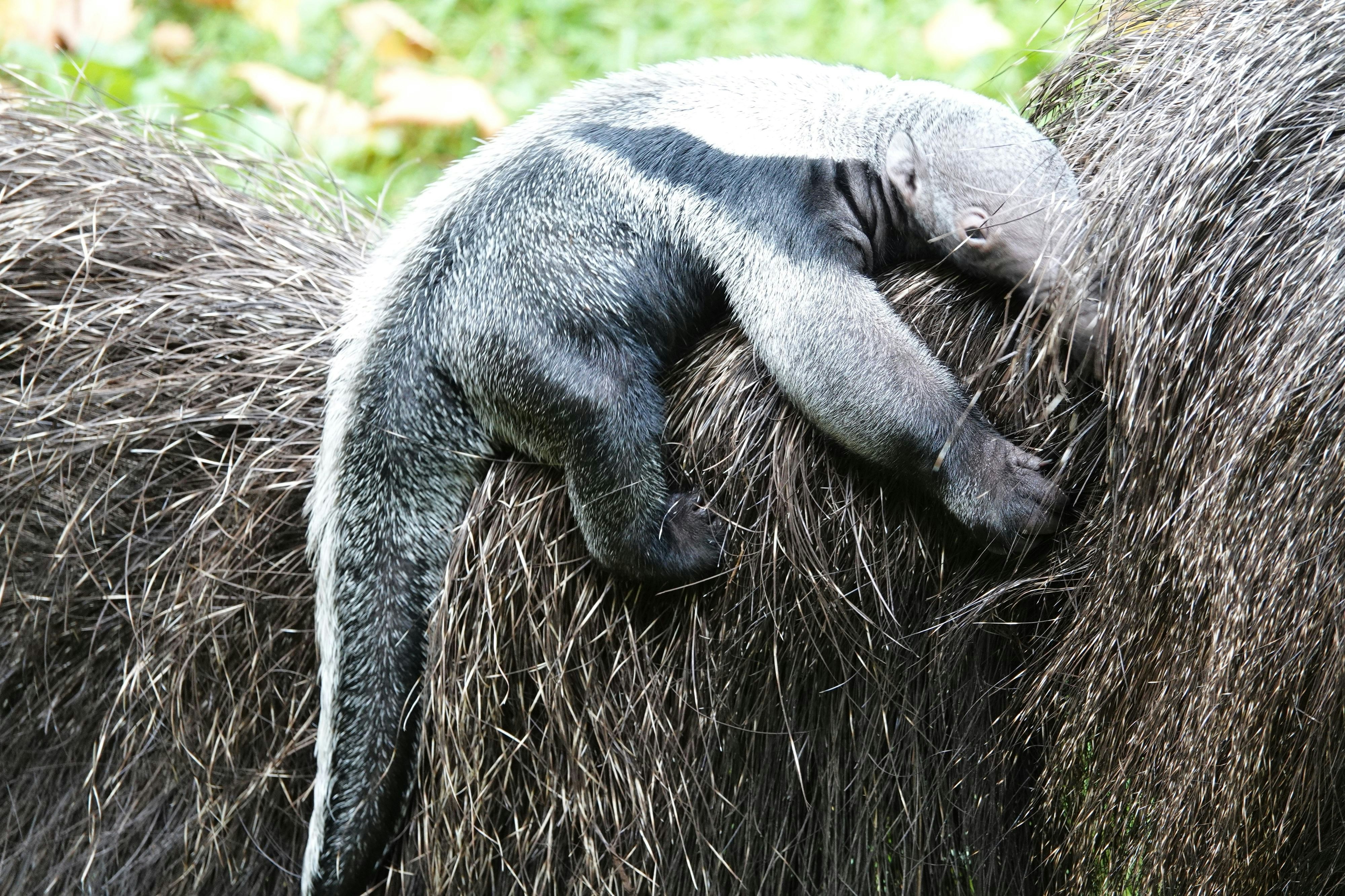 Besonderer Zuchterfolg: Großer Ameisenbär im Kölner Zoo geboren