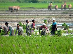 Wo wächst der wahre Basmati?: Reis-Streit hält Abkommen zwischen EU und Indien auf