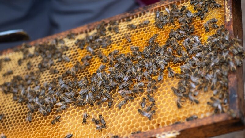 Kranke Bienen: 263 Völker im Kreis Bad Dürkheim sollen getötet werden
