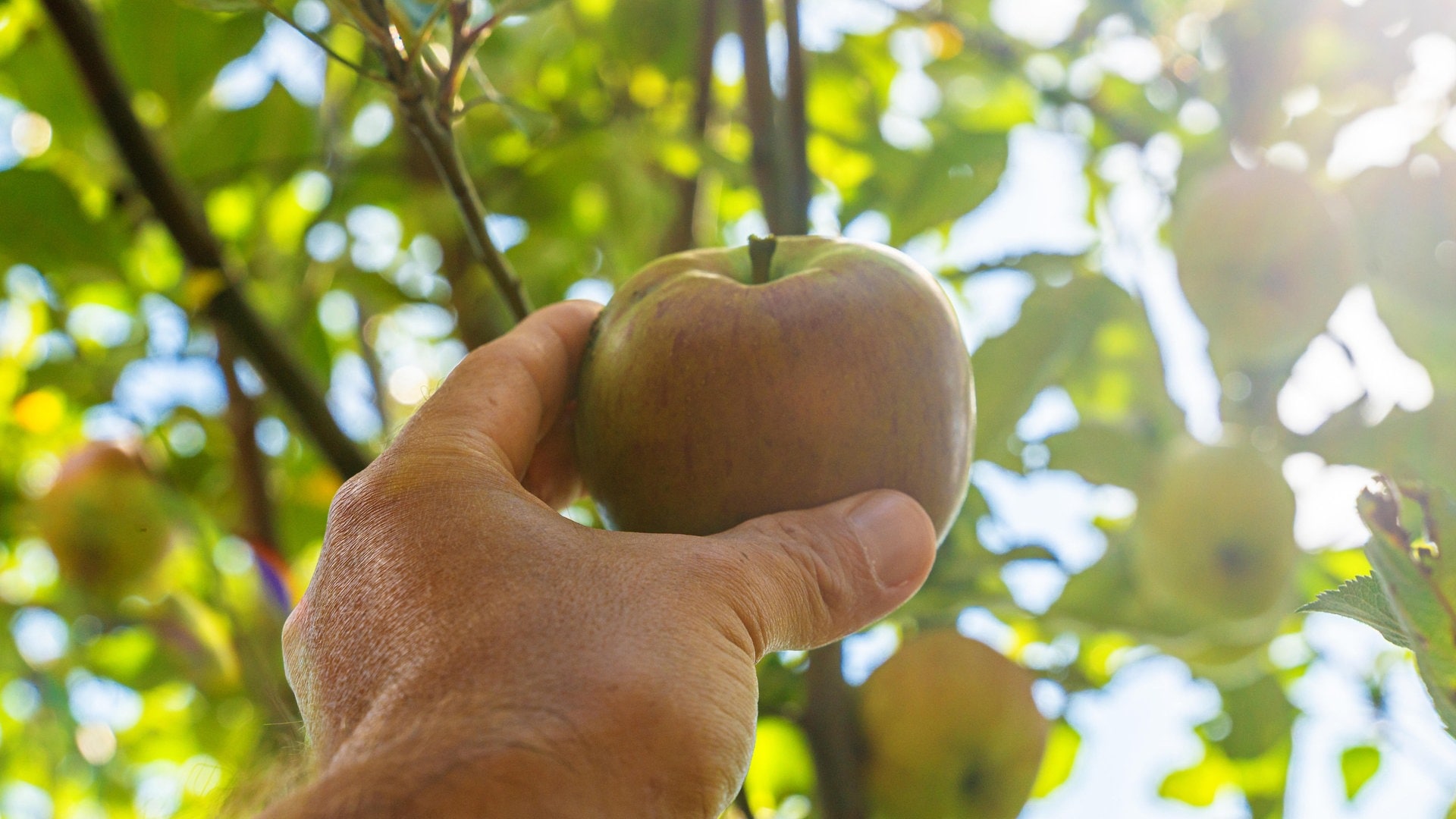 Äpfel pflücken und lagern: So geht es richtig
