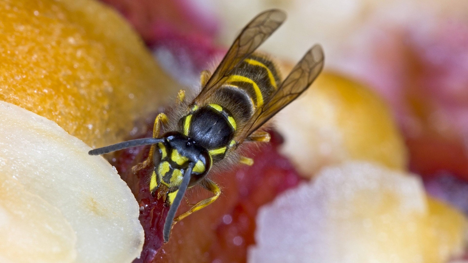 Wespen vertreiben – was funktioniert und was nicht?