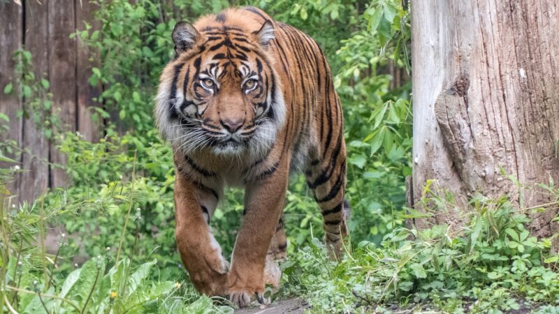 Sumatra-Tiger Tebo im Heidelberger Zoo eingeschläfert