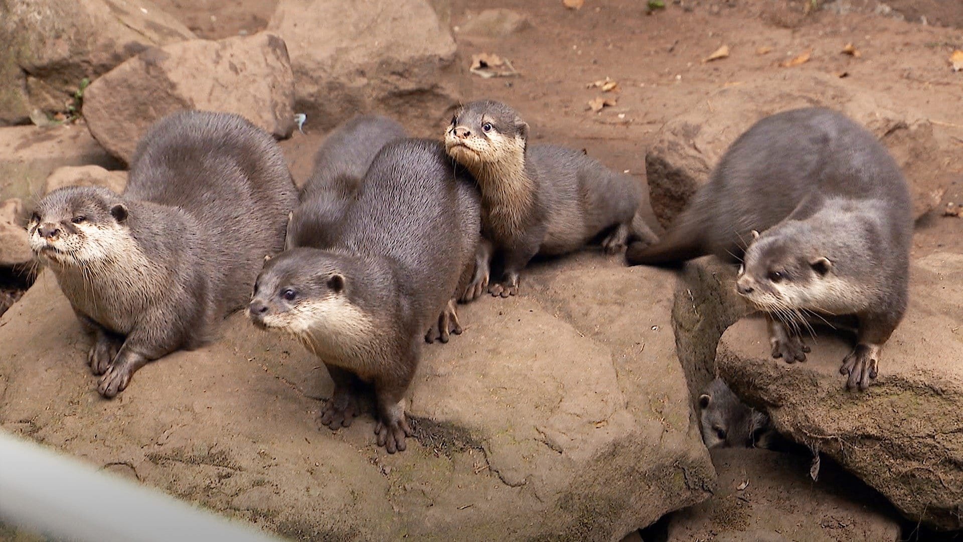 Erster Ausflug der sechs Otterbabys im Zoo Kaiserslautern