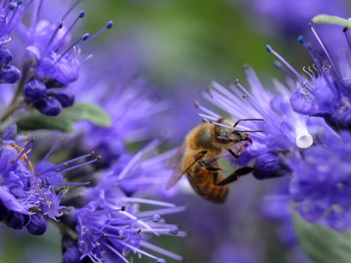 Blaue Blüten im Herbst: So helfen Sie Insekten im Garten und auf dem Balkon