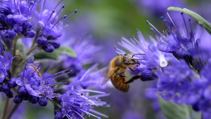 Blaue Blüten im Herbst: So helfen Sie Insekten im Garten und auf dem Balkon
