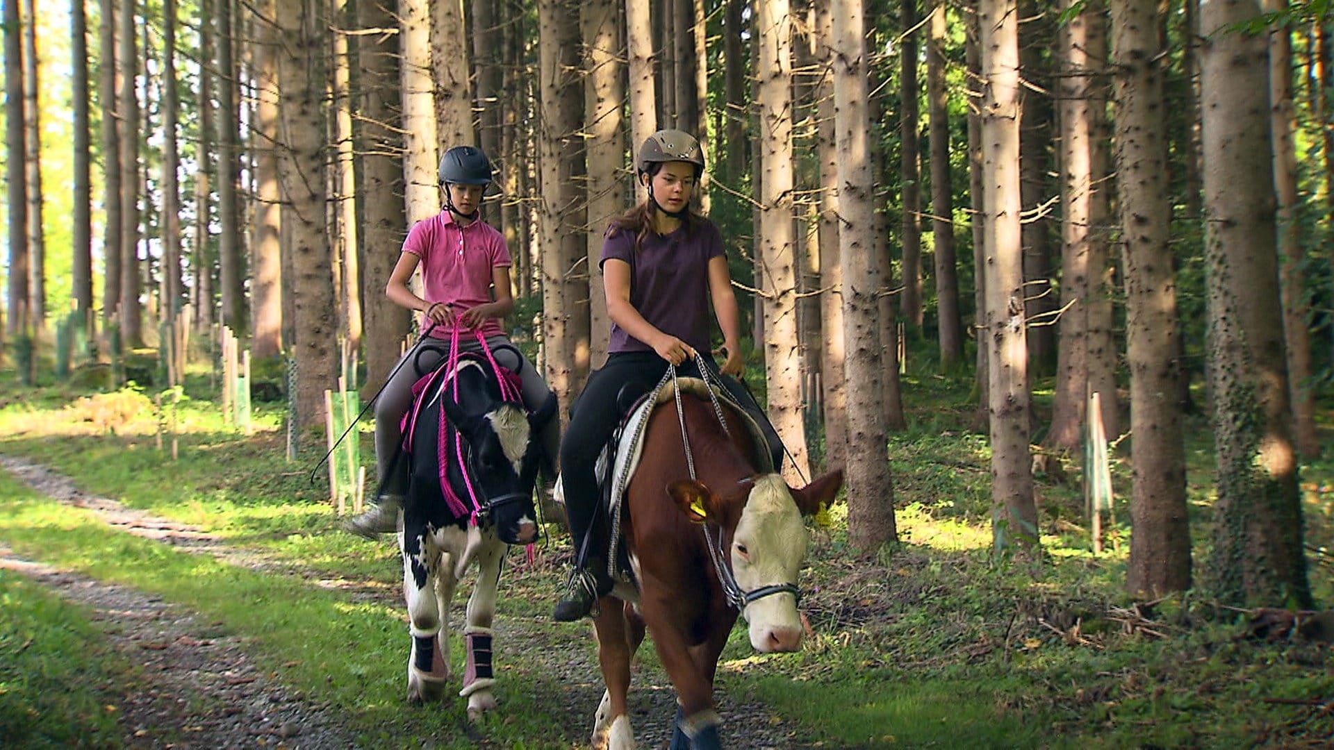 Zwei Teenager reiten auf Kühen, die sie großgezogen haben