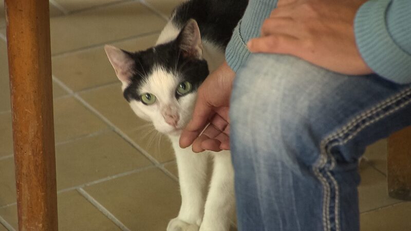 Holländischer Kater Lucky taucht an der Mosel wieder auf
