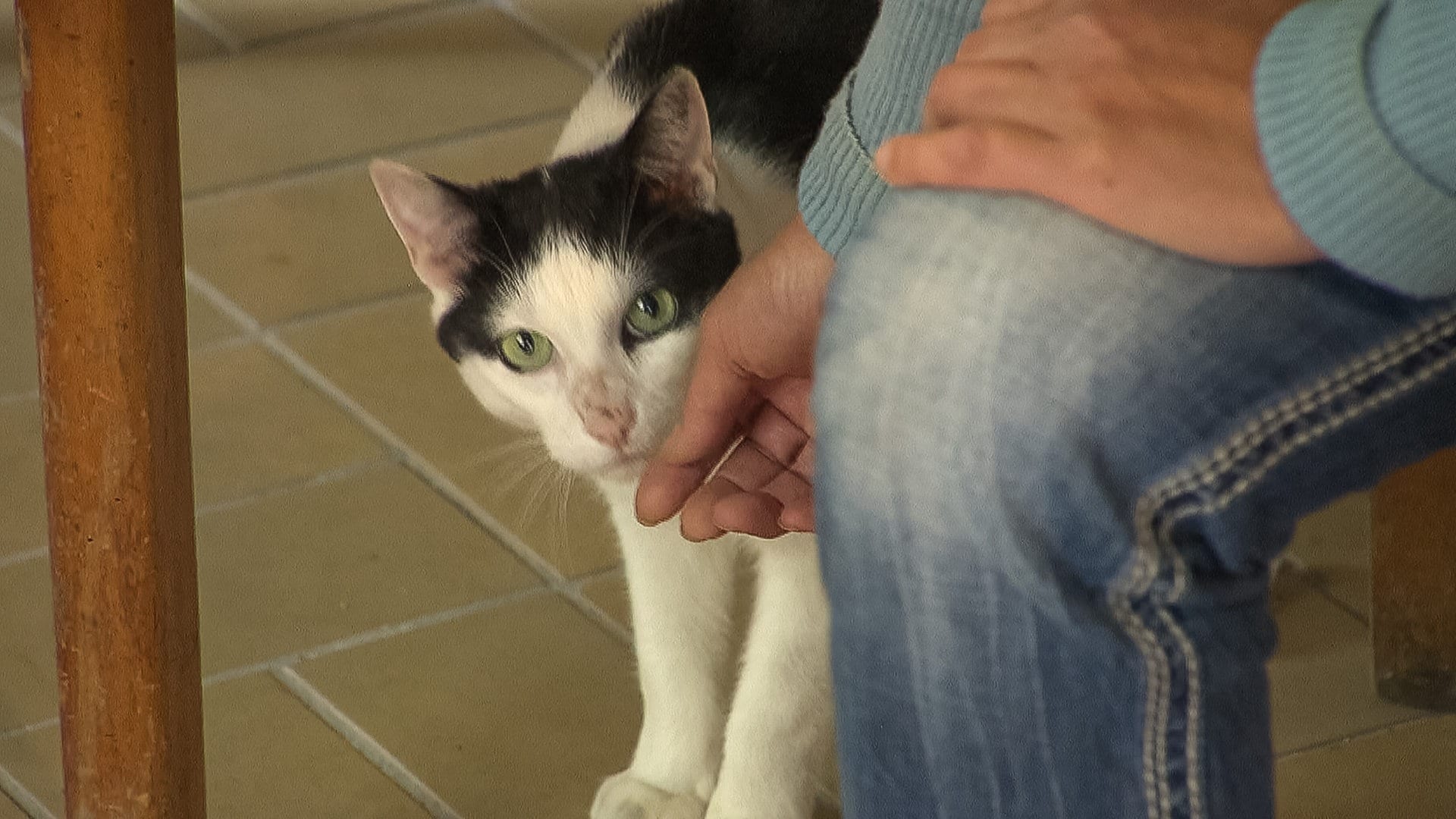 Holländischer Kater Lucky taucht an der Mosel wieder auf