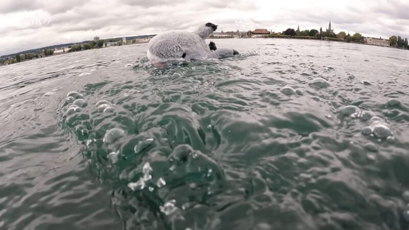 „Hai-Alarm“ am Bodensee: Kuschel-Hai sorgt für Lacher und Staunen